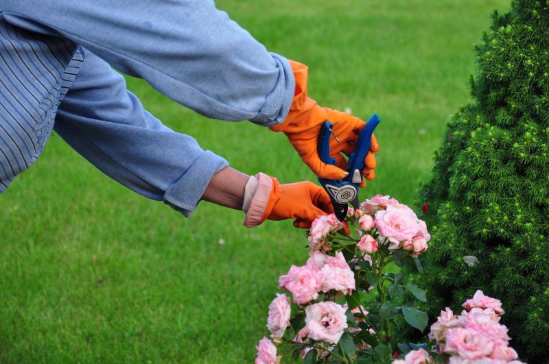 Rose Pruning
