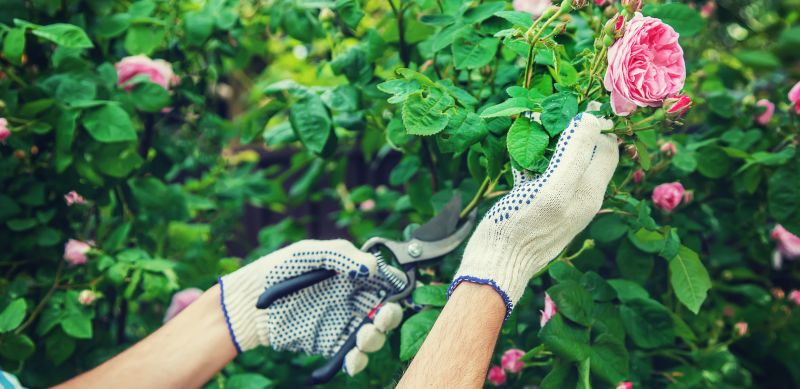 Rose Pruning