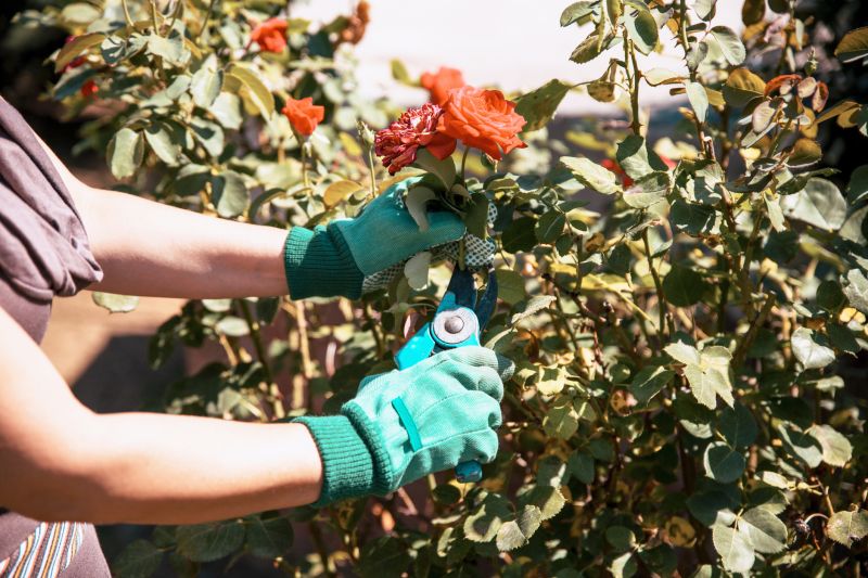 Rose Pruning