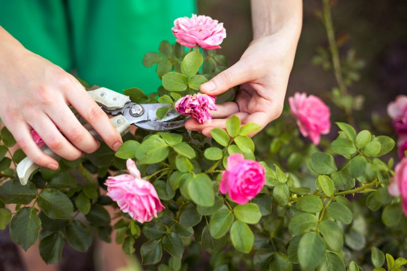 Cost of Rose Pruning — Cost of Rose Pruning