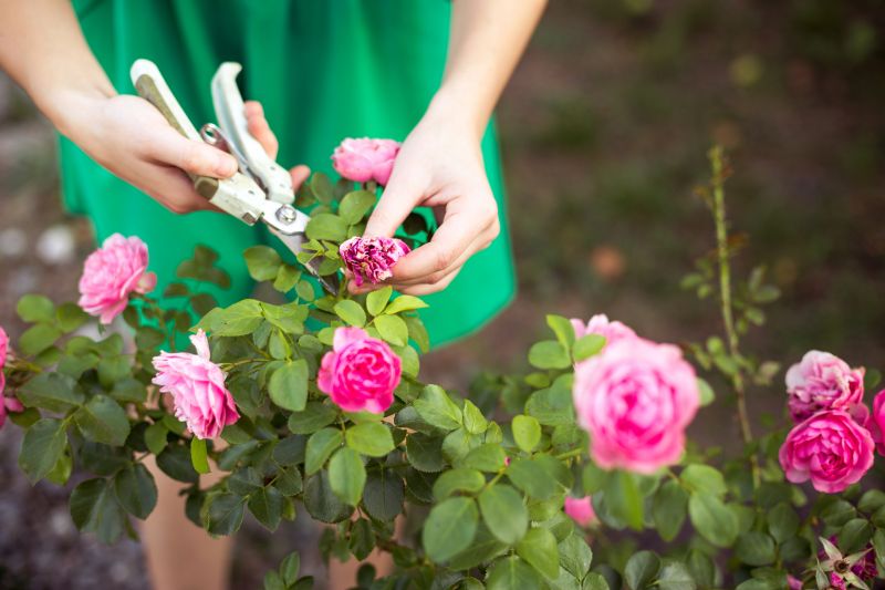 Cost of Rose Pruning — Cost of Rose Pruning