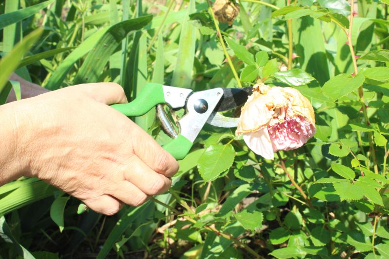Cost of Rose Pruning — Cost of Rose Pruning