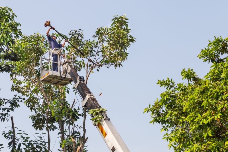 Cypress Tree Trimming in Reno, NV