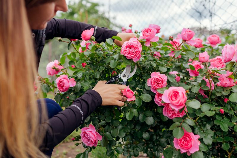 Rose Pruning