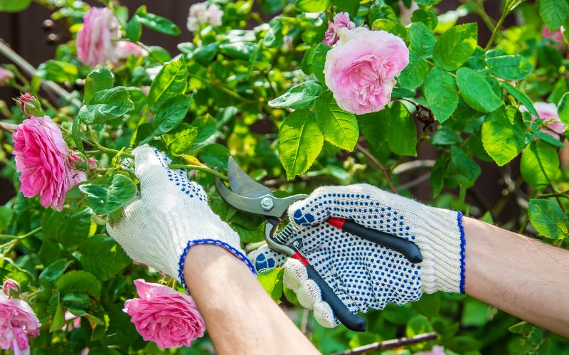 Rose Pruning