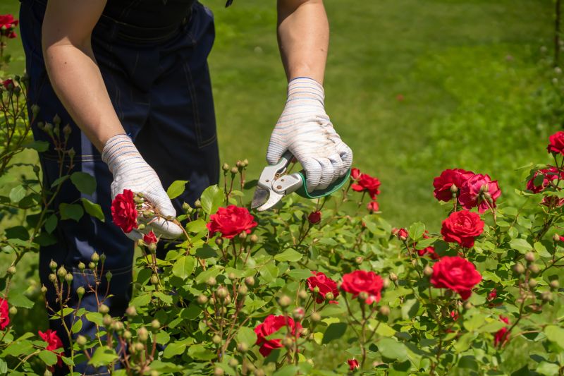 Rose Pruning