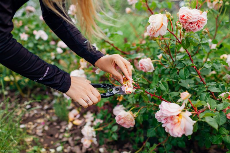 Healthy Rose Bushes